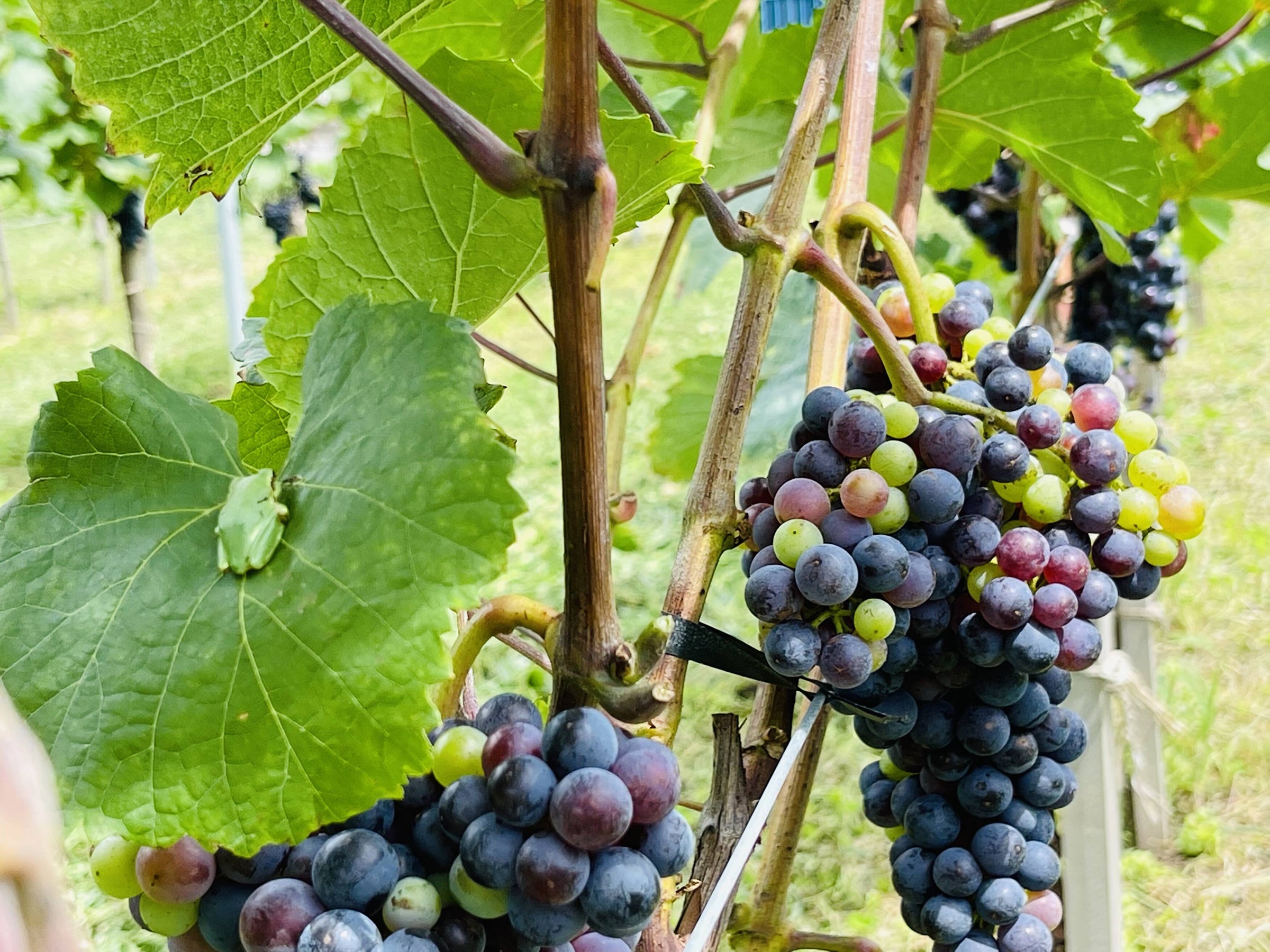 Natural Wine NAGANO JAPAN All wines are made with 100% estate