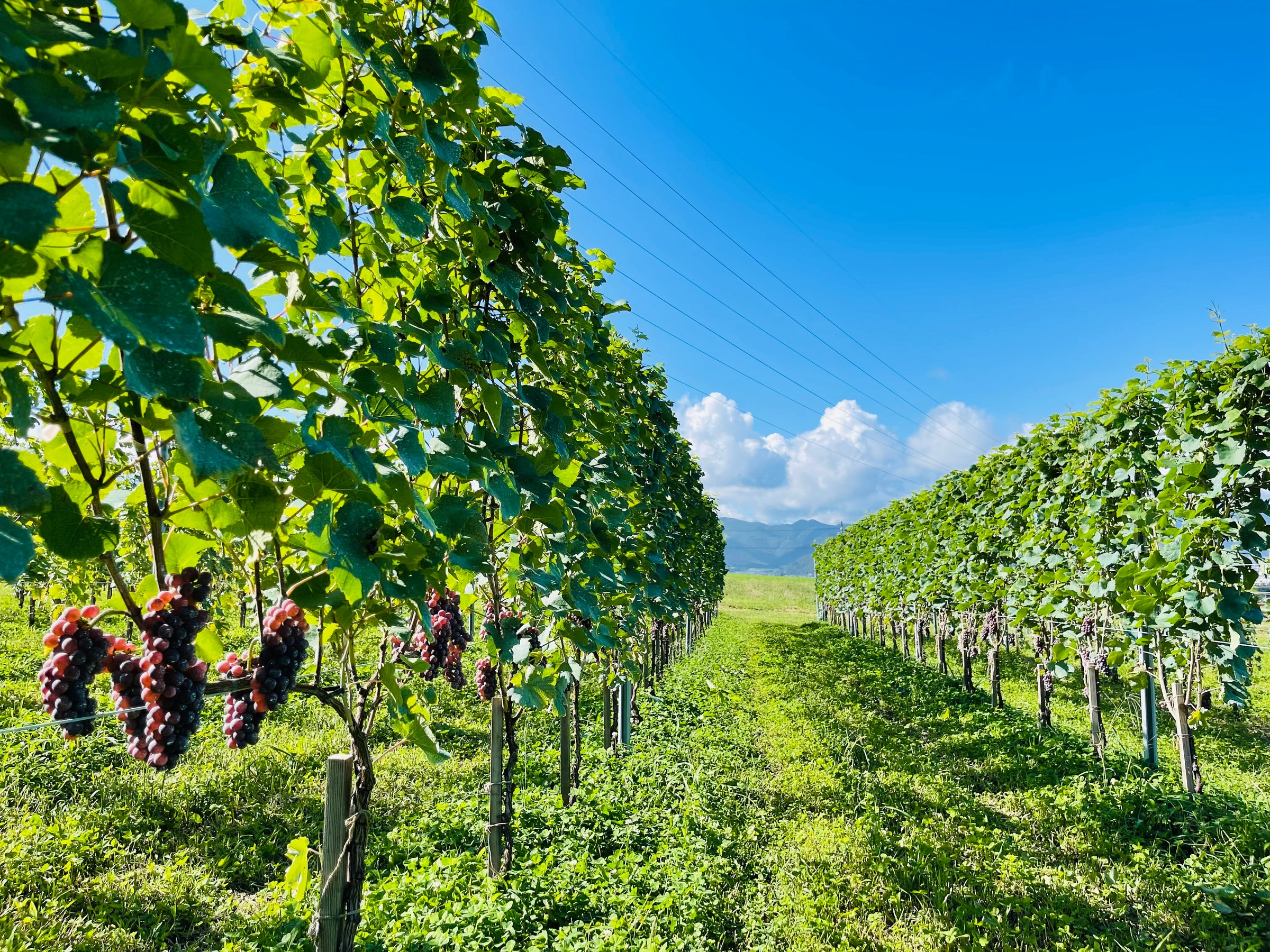 NAGANO JAPAN Natural wine 長野県塩尻市 ナチュラルワイン レ・ヴァン