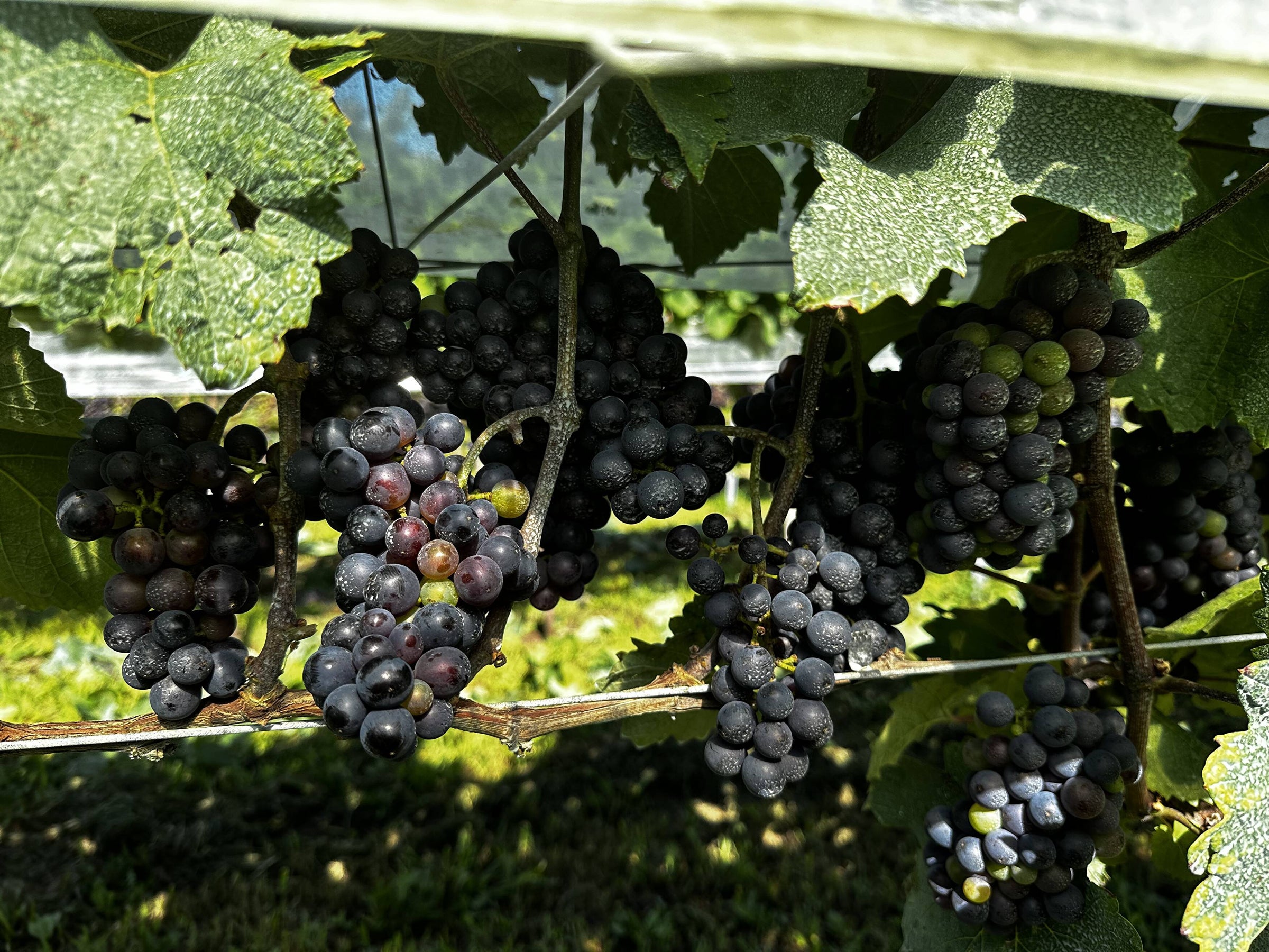 Natural Wine NAGANO JAPAN All wines are made with 100% estate